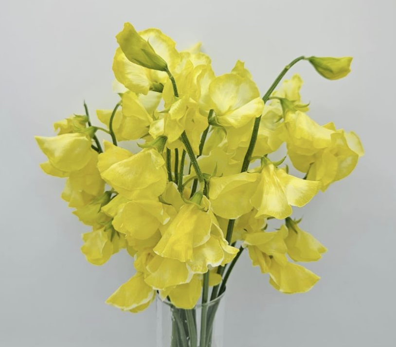Sweet Pea - Yellow